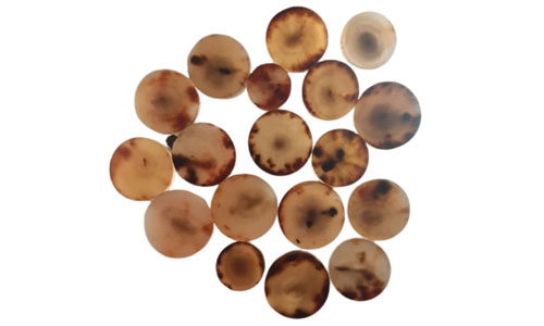 Cow/Ox horn button blanks